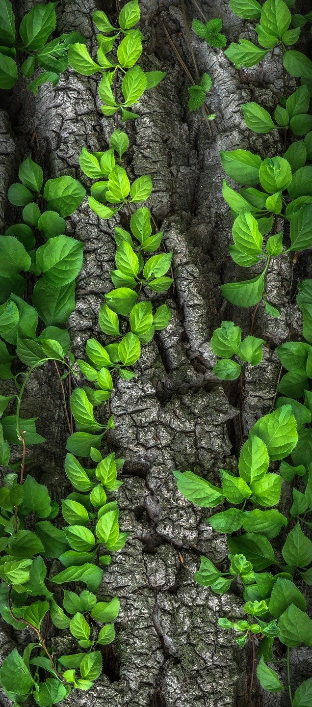 Biomimetisme Et Developpement Durable Dans Les Entreprises A2 Consulting A2 Consulting